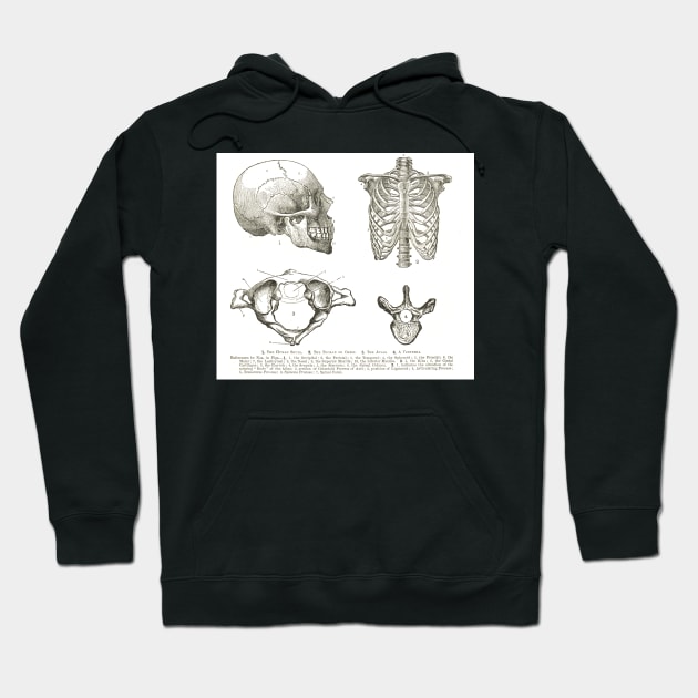 Human anatomy, 19th century diagrams, Human Skull, Thorax, The Atlas, and Vertebra Hoodie by artfromthepast